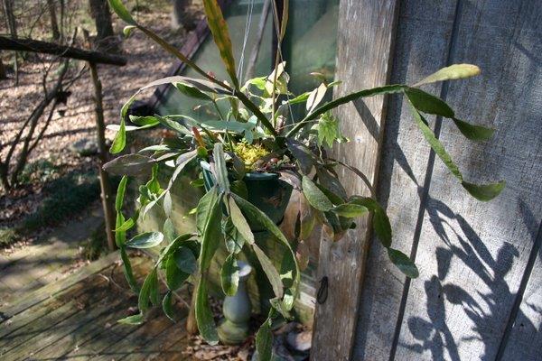 http://www.cloudjungle.com/Cloudjungle/Cactaceae/Rhipsalis/Rhipsalis aff oblonga.jpg